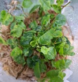 La Swamp Ficus Pumila Curly Plant