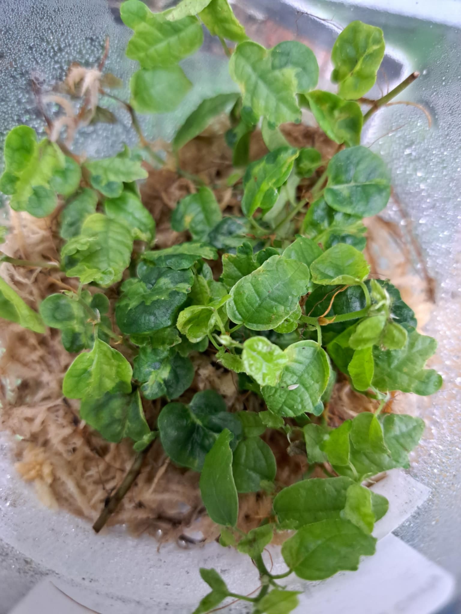 La Swamp Plante  Ficus Pumila Curly