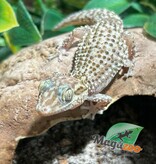 Magazoo Male Mocquard's Madagascar ground gecko  (P. bastardi)