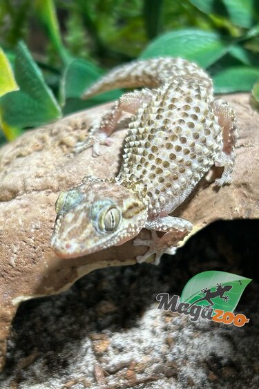 Magazoo Male Mocquard's Madagascar ground gecko  (P. bastardi)