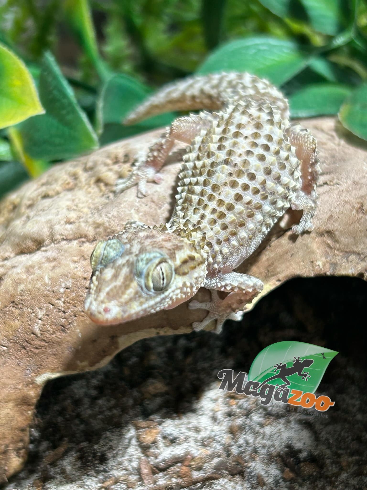 Magazoo Gecko terrestre de Madagascar (P. bastardi) Mâle
