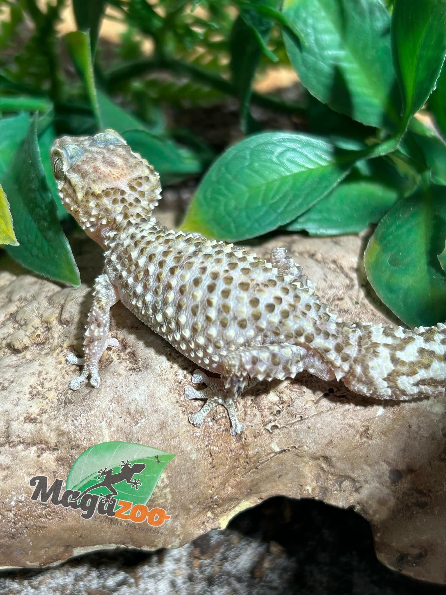 Magazoo Gecko terrestre de Madagascar (P. bastardi) Mâle