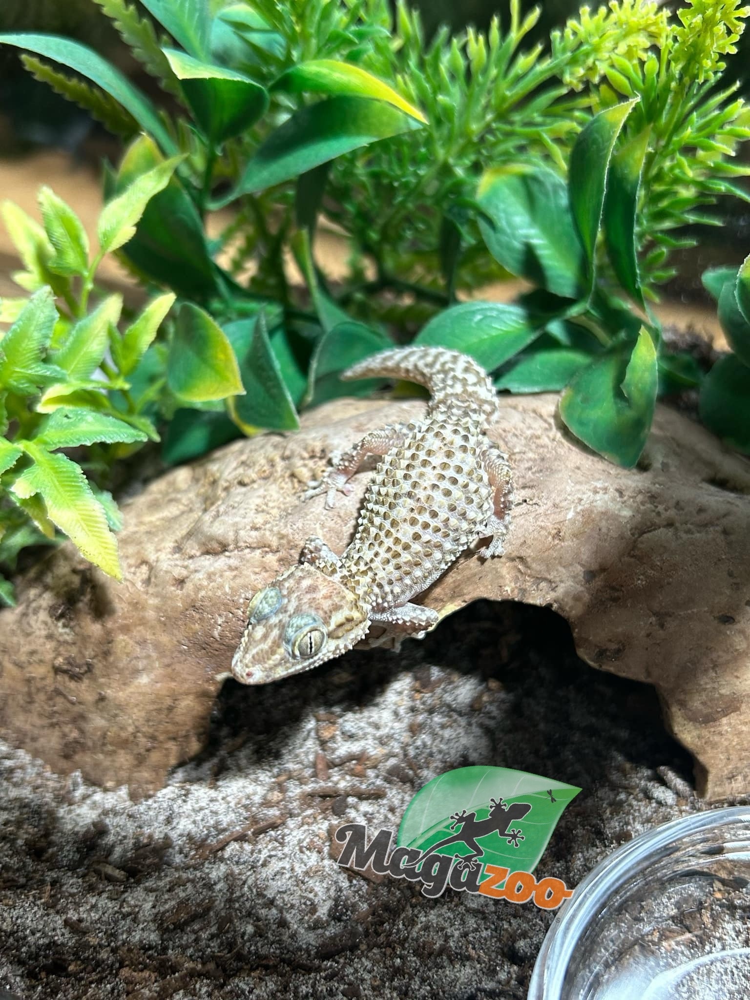 Magazoo Male Mocquard's Madagascar ground gecko  (P. bastardi)