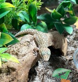 Magazoo Gecko terrestre de Madagascar (P. bastardi) Mâle