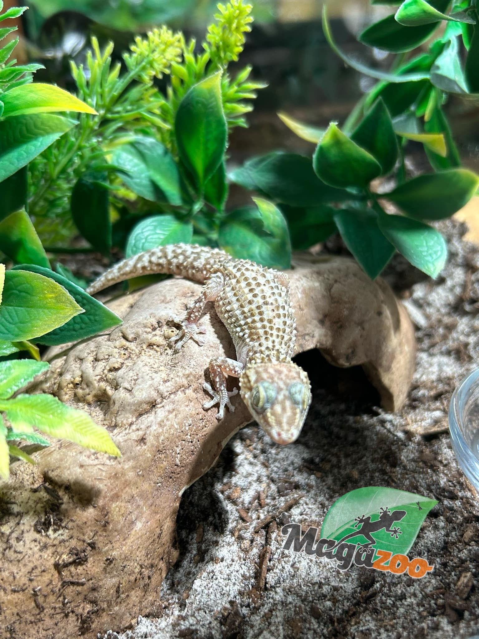 Magazoo Male Mocquard's Madagascar ground gecko  (P. bastardi)