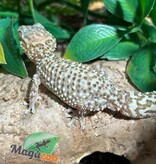 Magazoo Gecko terrestre de Madagascar (P. bastardi) Mâle