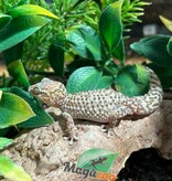 Magazoo Gecko terrestre de Madagascar (P. bastardi) Mâle