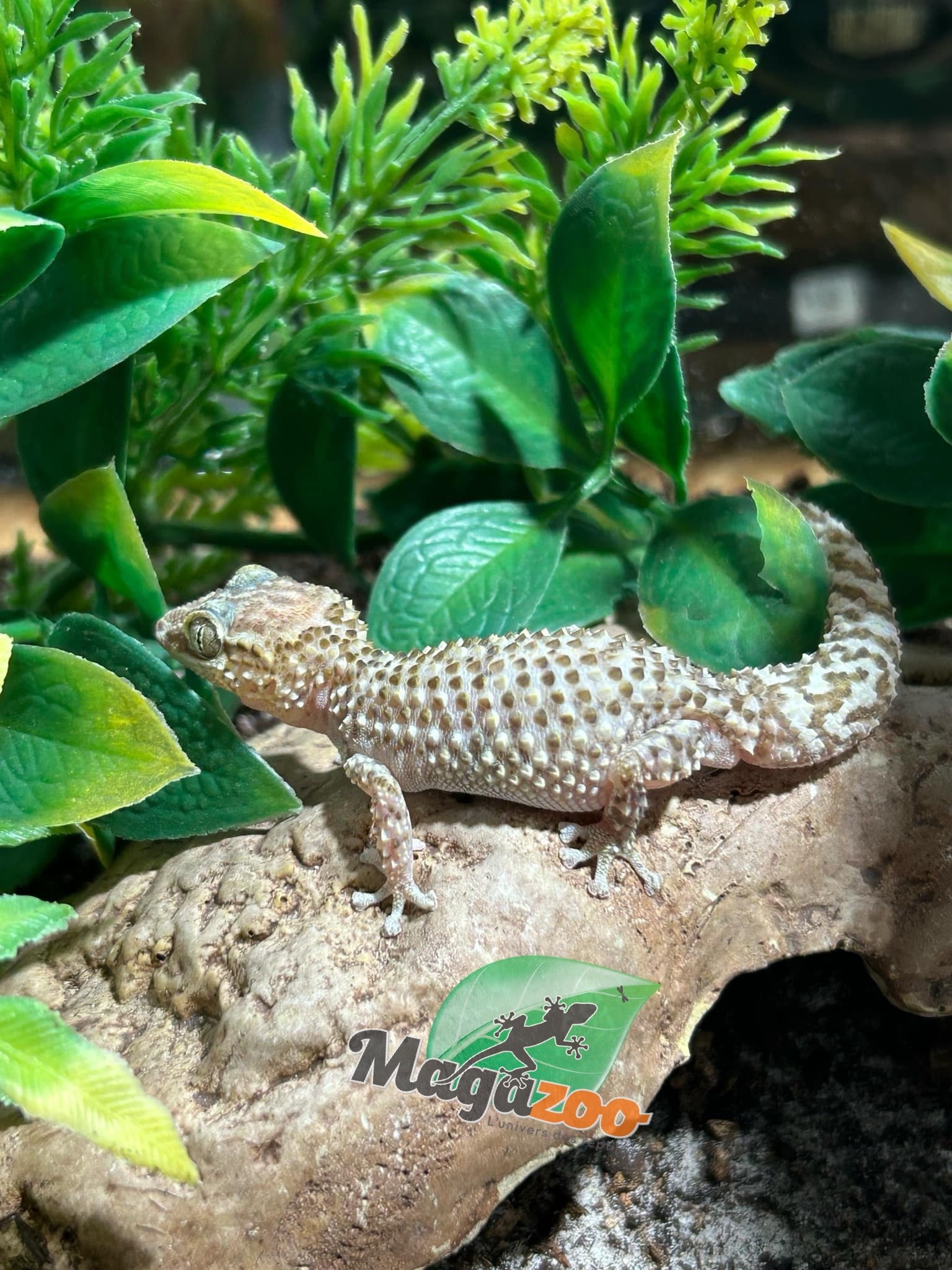 Magazoo Male Mocquard's Madagascar ground gecko  (P. bastardi)