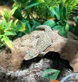 Magazoo Male Mocquard's Madagascar ground gecko  (P. bastardi)