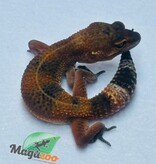 Magazoo Gecko léopard Mandarin Blacknight 09/06/24 femelle