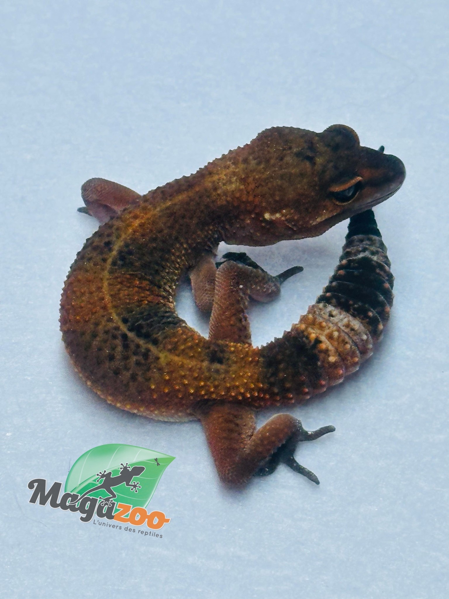 Magazoo Gecko léopard Mandarin Blacknight 09/06/24 femelle
