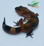 Magazoo Gecko léopard Mandarin Blacknight 09/06/24 femelle