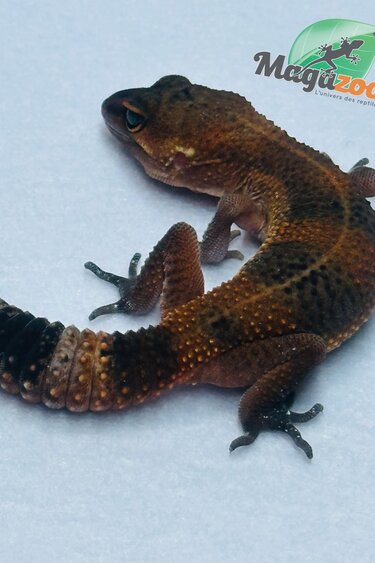 Magazoo Mandarin Blacknight Leopard gecko 06/09/24 female #124 (SPECIAL ORDER)