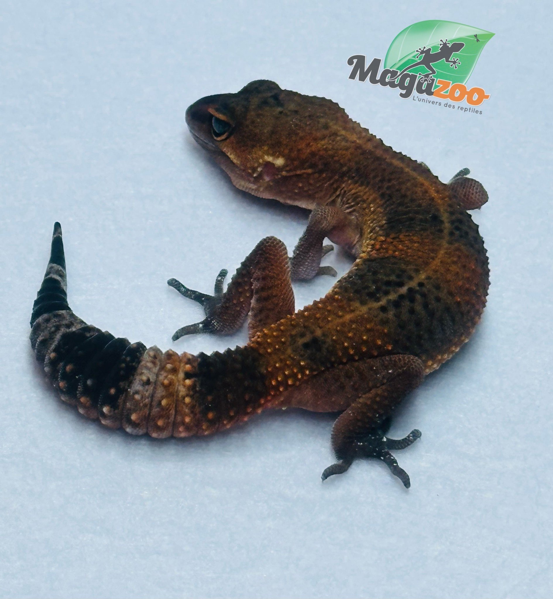 Magazoo Mandarin Blacknight Leopard gecko 06/09/24 female #124 (SPECIAL ORDER)