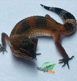 Magazoo Gecko léopard Mandarin Blacknight 09/06/24 femelle