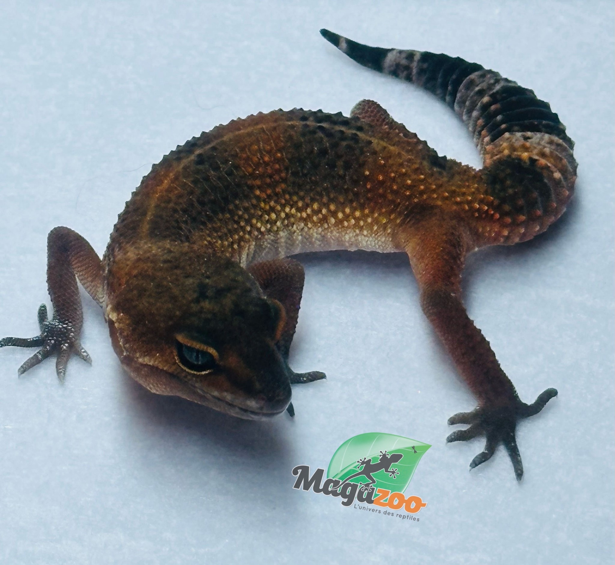 Magazoo Gecko léopard Mandarin Blacknight 09/06/24 femelle