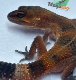 Magazoo Mandarin Blacknight Leopard gecko 06/09/24 female #124 (SPECIAL ORDER)