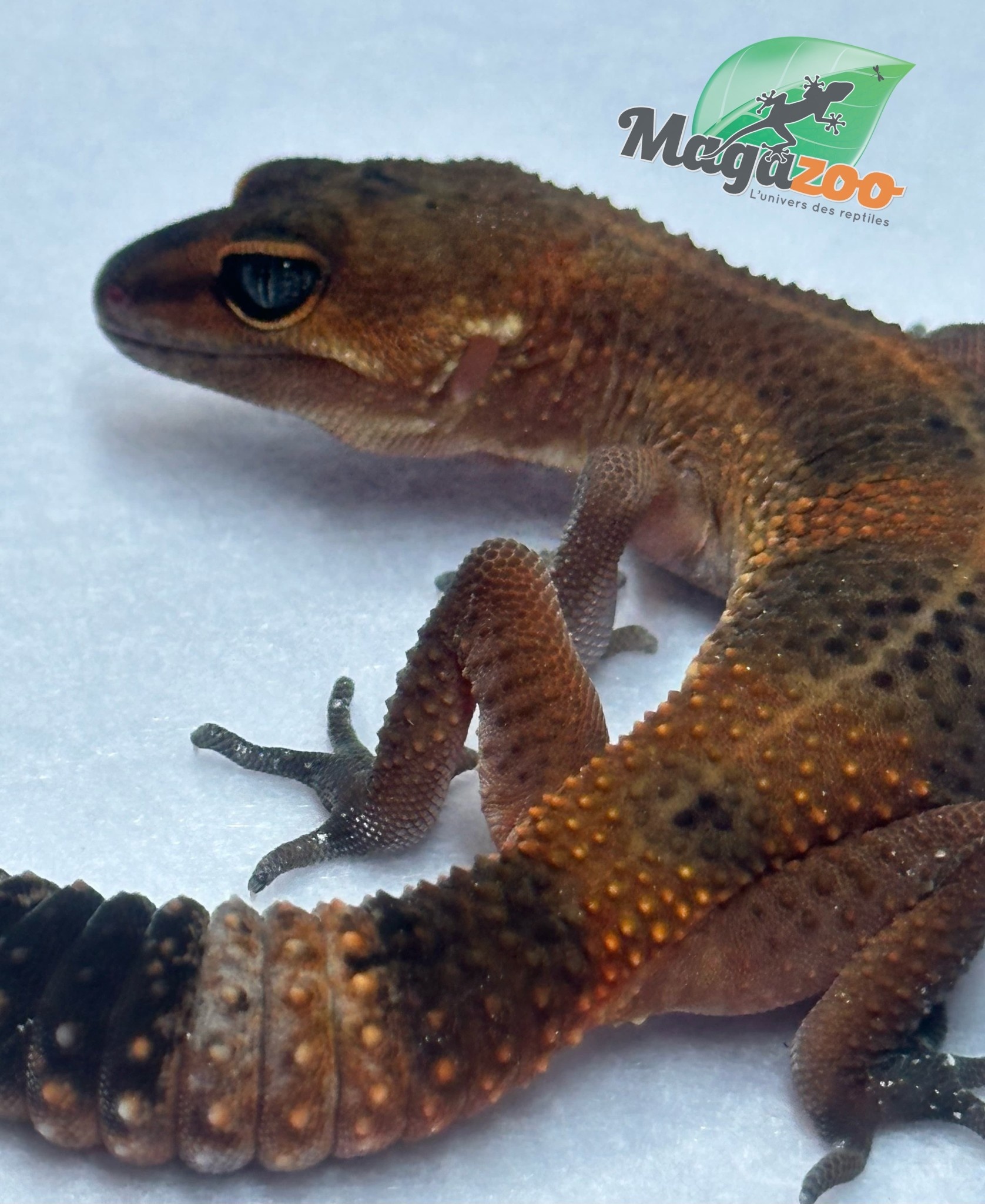 Magazoo Gecko léopard Mandarin Blacknight 09/06/24 femelle