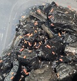 La Swamp Collembole orange /Orange springtails/Yuukianura aphoruroides