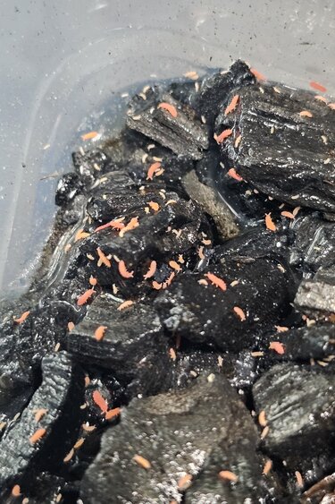 La Swamp Collembole orange /Orange springtails/Yuukianura aphoruroides