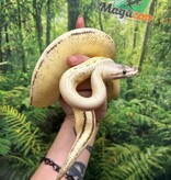 Magazoo Ball python Super Pastel Genetic Stripe Female