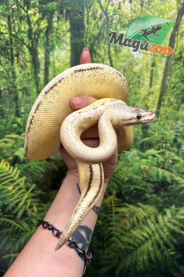 Magazoo Ball python Super Pastel Genetic Stripe Female