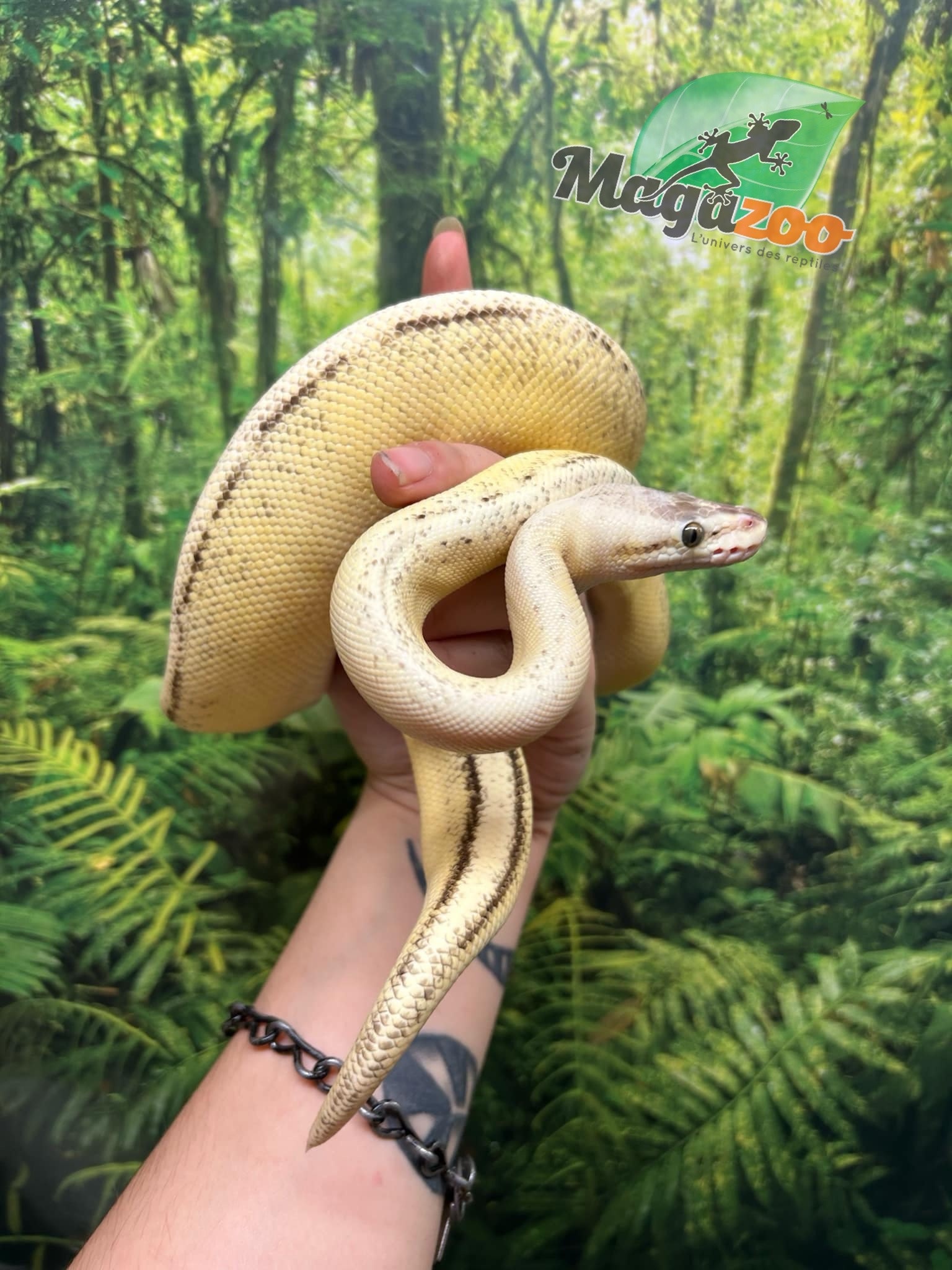 Magazoo Python royal Super Pastel Génétique Stripe Femelle