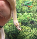 Magazoo Ball python Super Pastel Genetic Stripe Female
