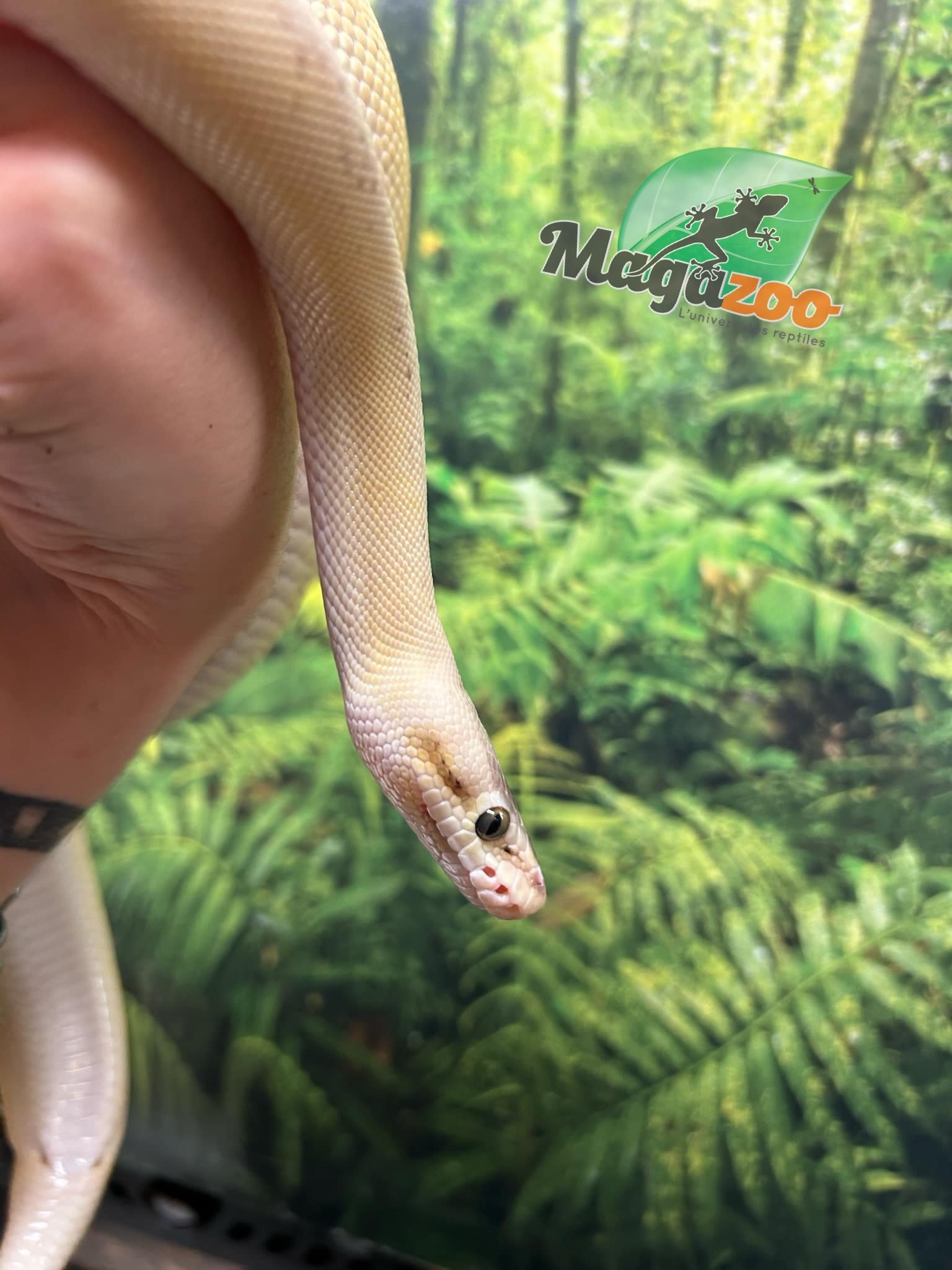 Magazoo Ball python Super Pastel Genetic Stripe Female