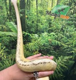 Magazoo Ball python Super Pastel Genetic Stripe Female