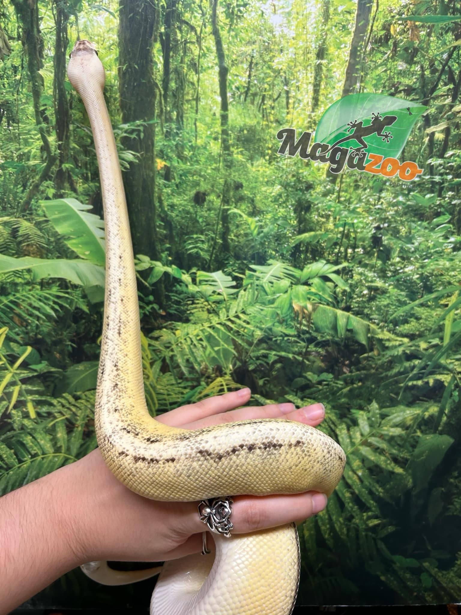 Magazoo Ball python Super Pastel Genetic Stripe Female