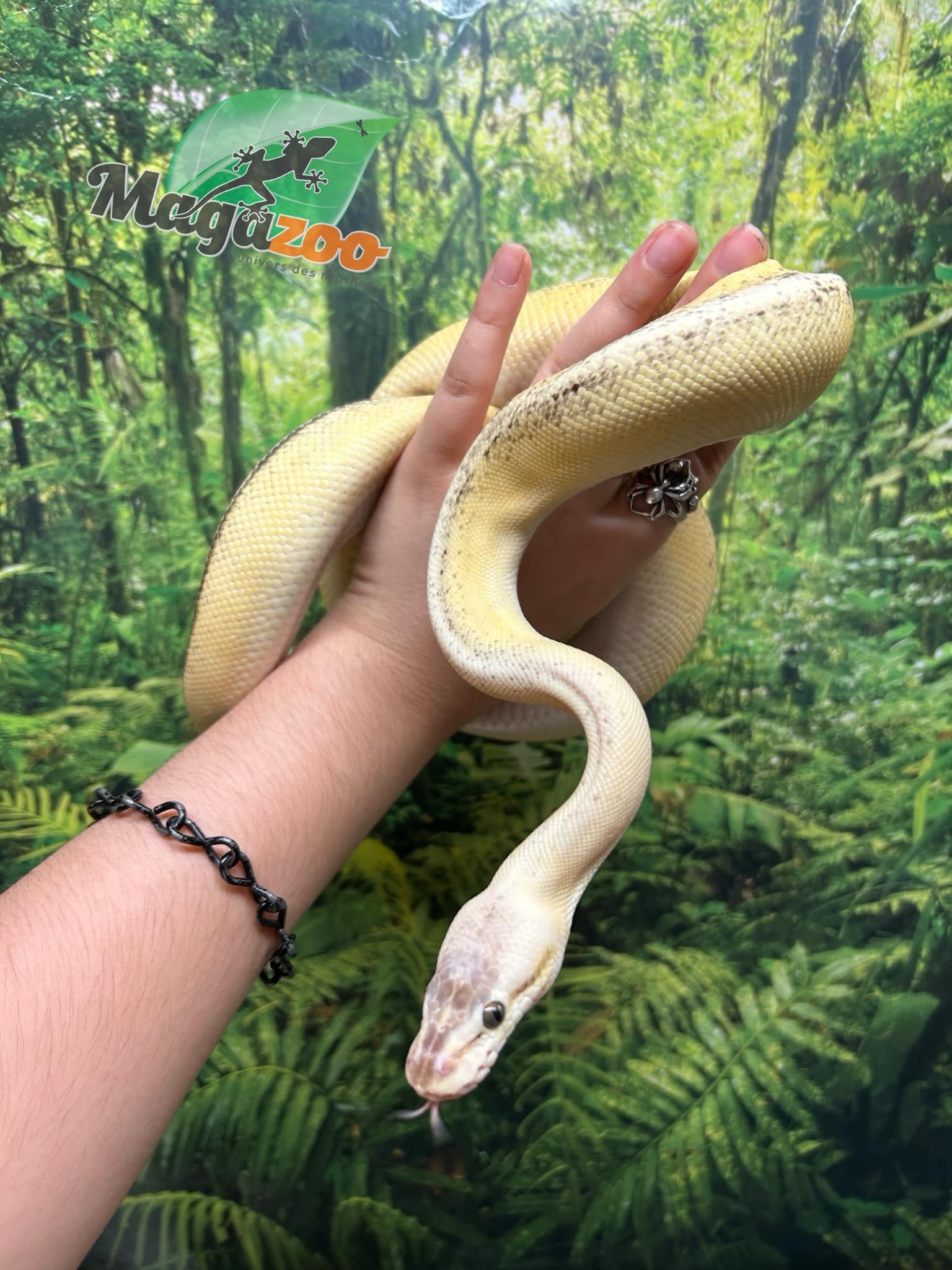 Magazoo Ball python Super Pastel Genetic Stripe Female