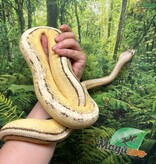 Magazoo Ball python Super Pastel Genetic Stripe Female