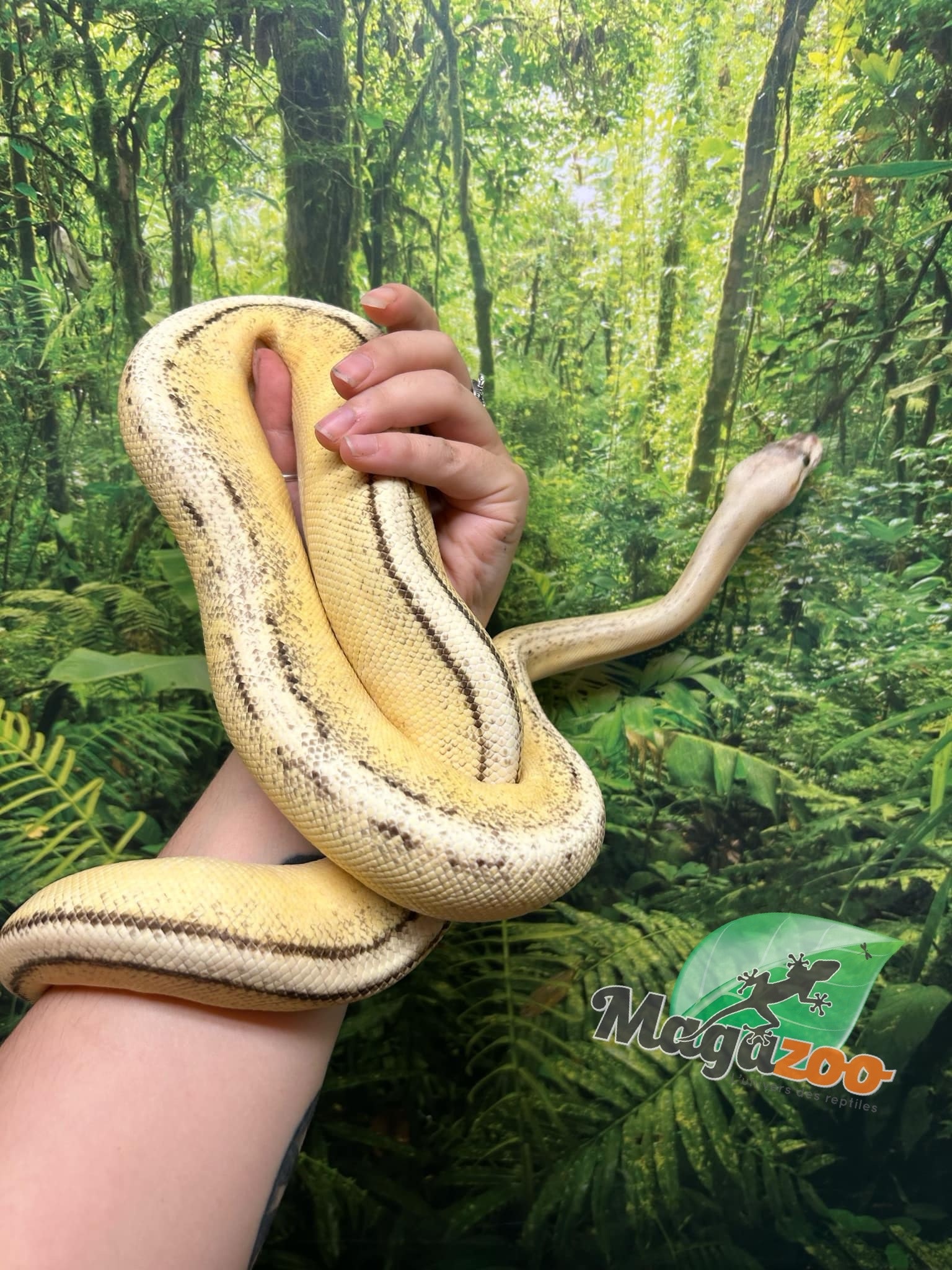 Magazoo Ball python Super Pastel Genetic Stripe Female