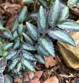 La Swamp Pellionia Repens Plant
