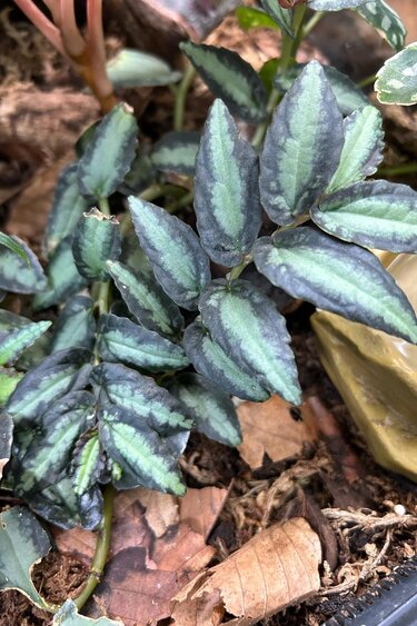 La Swamp Pellionia Repens Plant
