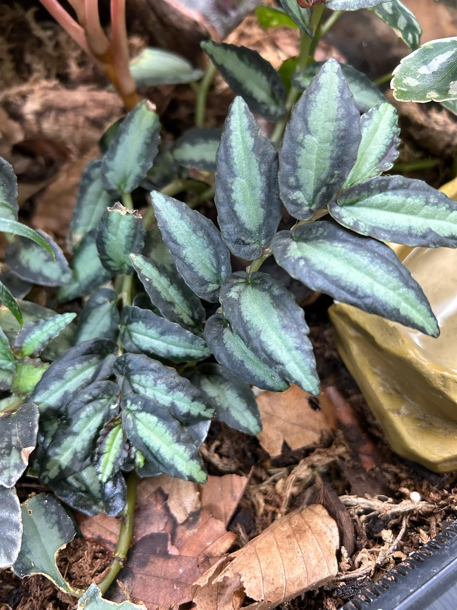 La Swamp Plante Pellionia Repens