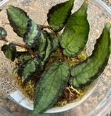 La Swamp Plante Pellionia Repens