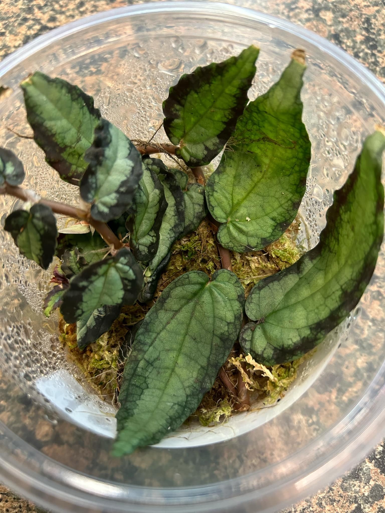 La Swamp Plante Pellionia Repens