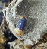 La Swamp Woodlouse Isopod Culture Cubaris rubber ducky (6)
