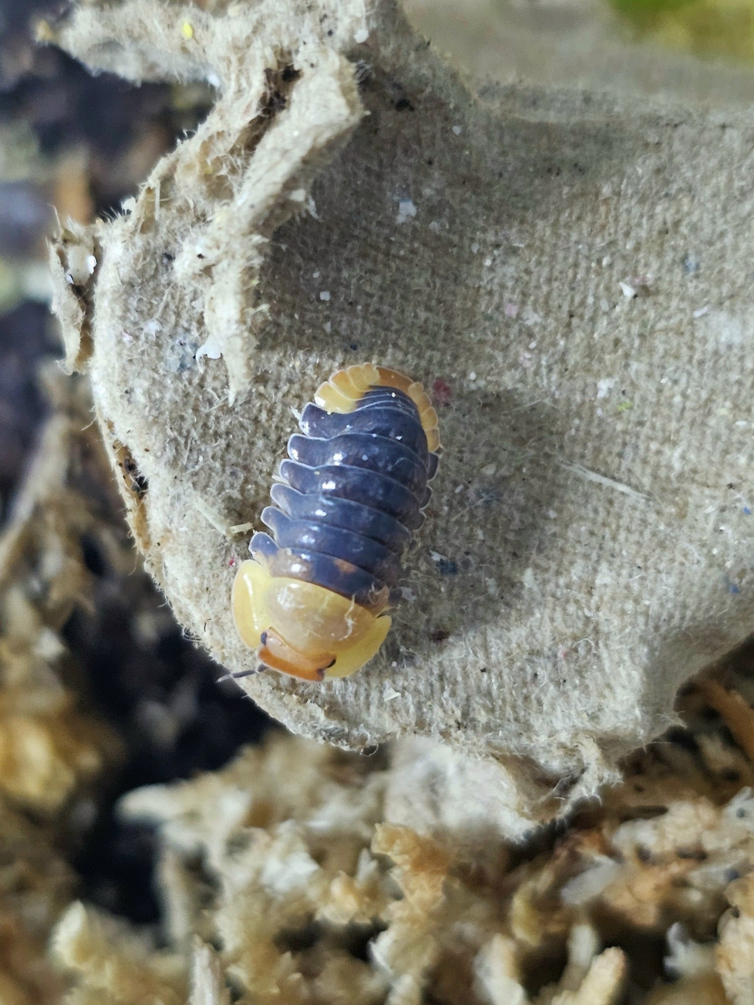 La Swamp Cloporte - Isopod ISO-CUB-RUB-6 Cubaris rubber ducky (6)