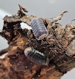 La Swamp Cloporte - Isopod Cubaris Pak Chong 6+