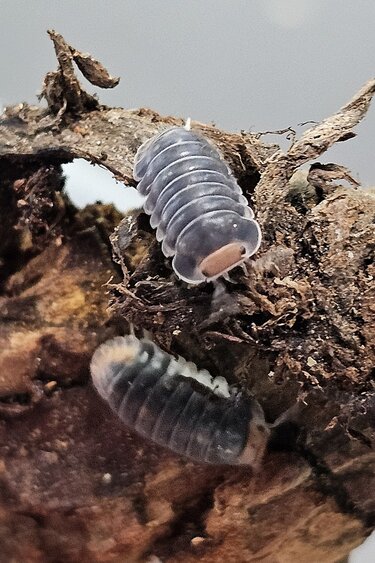 La Swamp Cloporte - Isopod Cubaris Pak Chong 6+