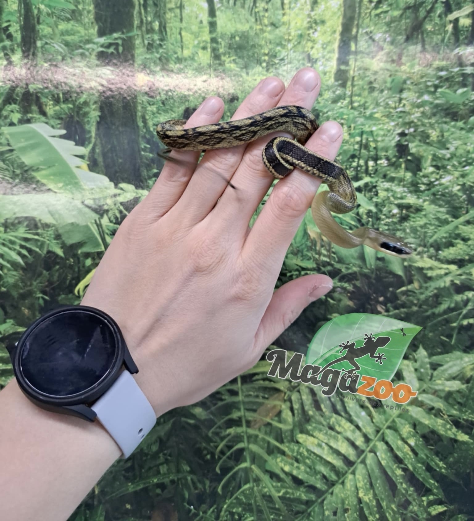 Magazoo Vietman blue beauty rat snake Baby 2024 #8