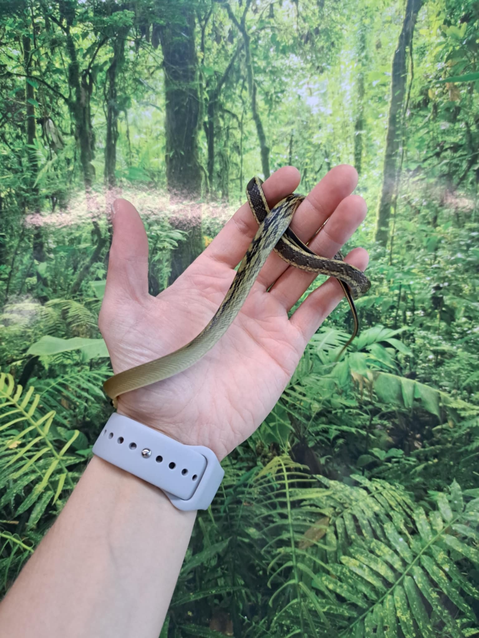 Magazoo Vietman blue beauty rat snake Baby 2024 #8