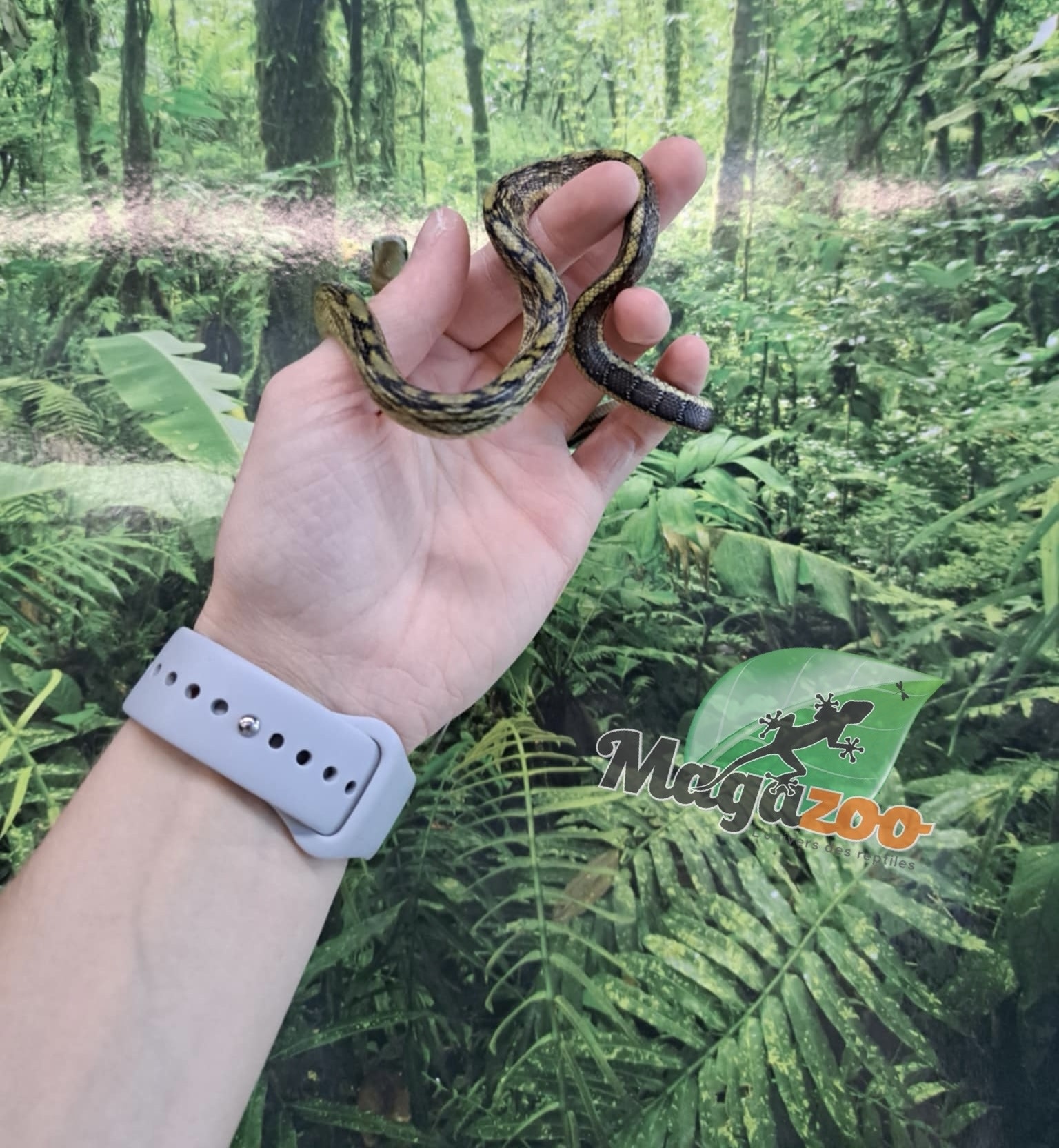 Magazoo Vietman blue beauty rat snake Baby 2024 #8