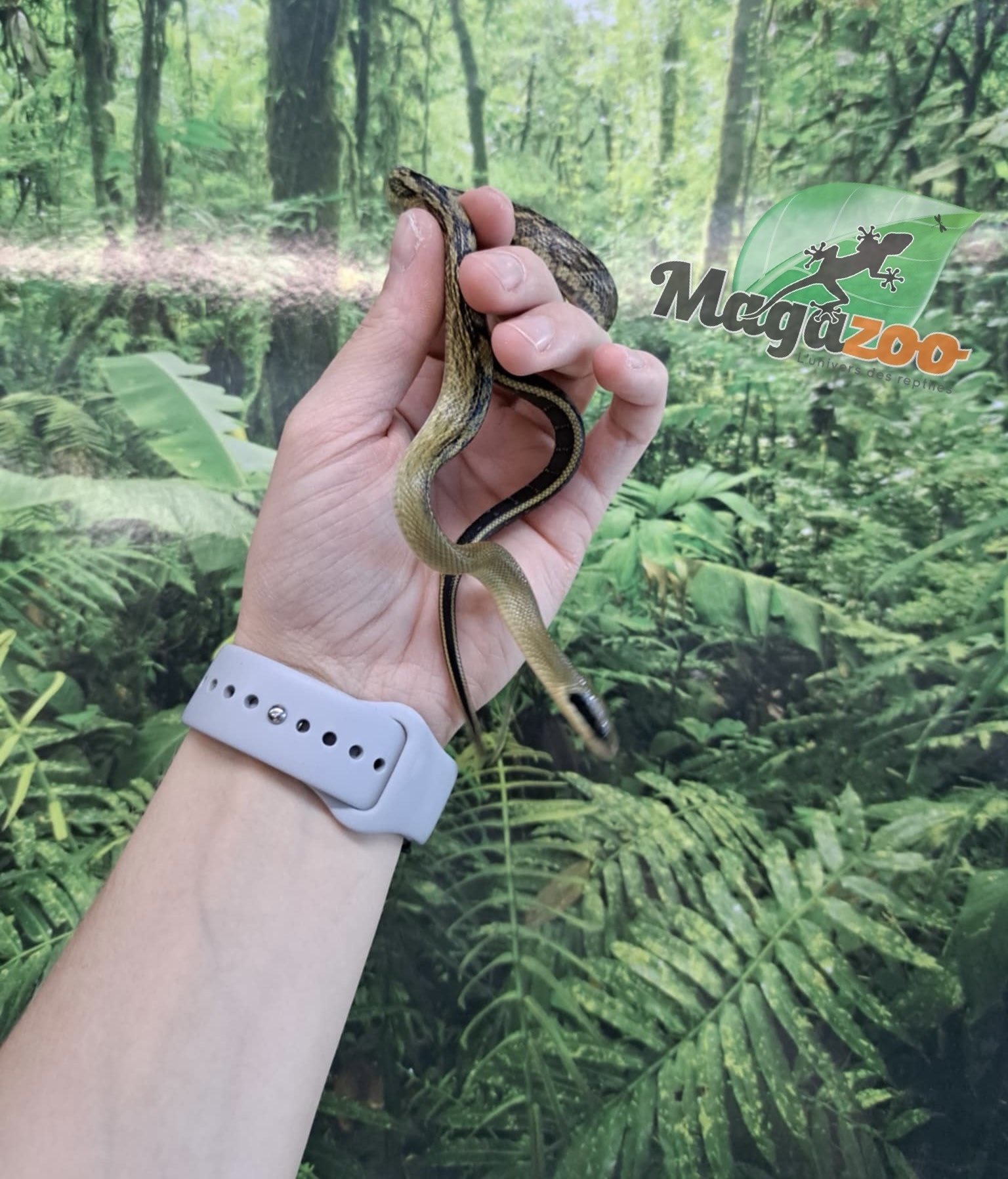 Magazoo Vietman blue beauty rat snake Baby 2024 #8
