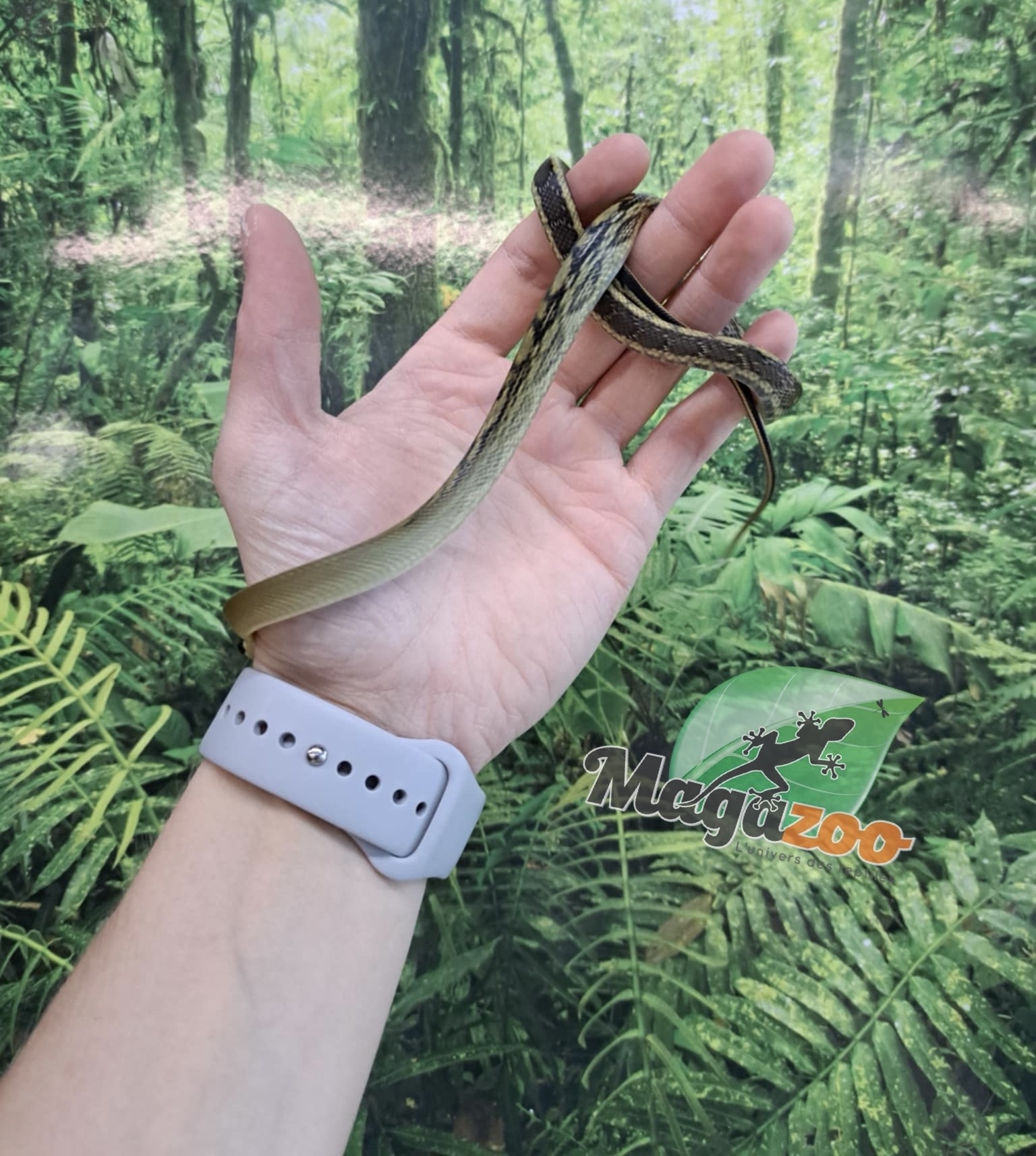 Magazoo Vietman blue beauty rat snake Baby 2024 #8