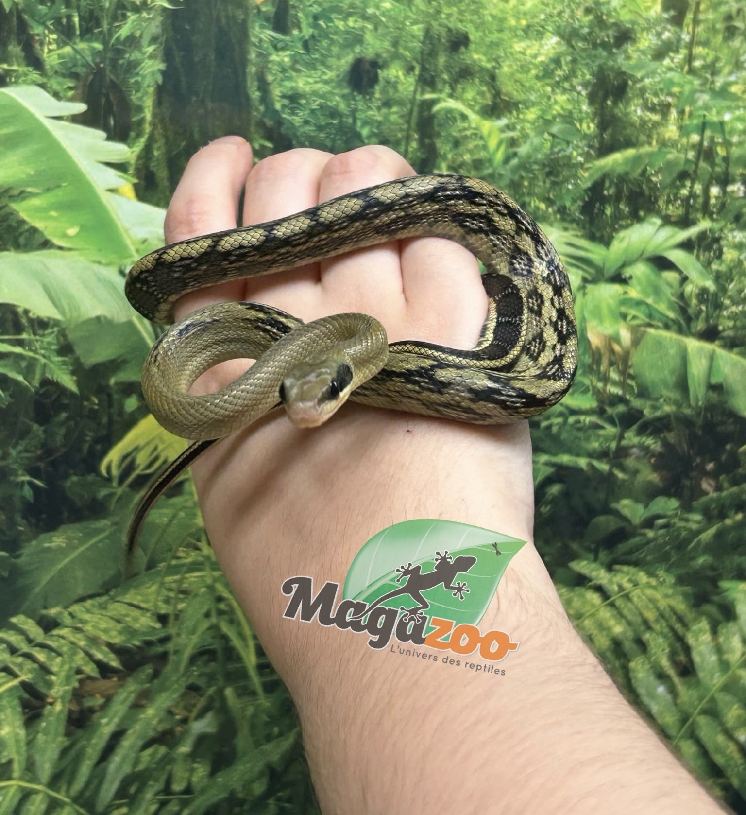 Magazoo Vietman blue beauty rat snake Baby 2024 #5