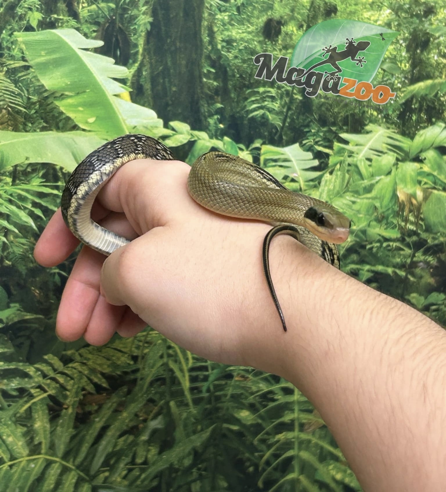 Magazoo Vietman blue beauty rat snake Baby 2024 #5
